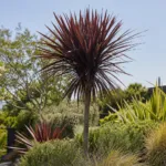Dark Star (Cordyline australis ‘Dark Star’) (Cordyline australis 'Dark Star') – plant
