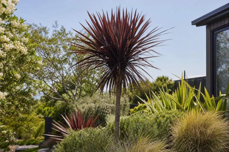 Cordyline australis 'Dark Star'