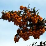 Darwins Berberitze (Berberis darwinii) – Pflanzenfoto