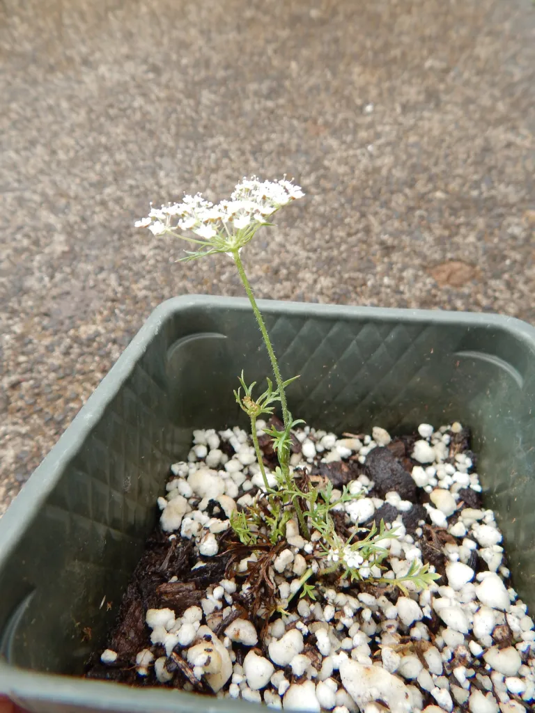 wild carro (Daucus carota) – in its natural habitat, plant photo