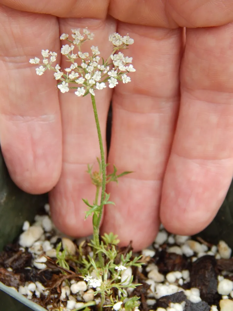 wild carro (Daucus carota) – in its natural habitat, plant photo