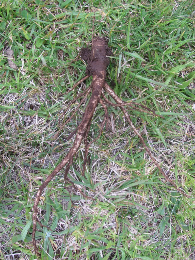 wild carro (Daucus carota) – in its natural habitat, plant photo