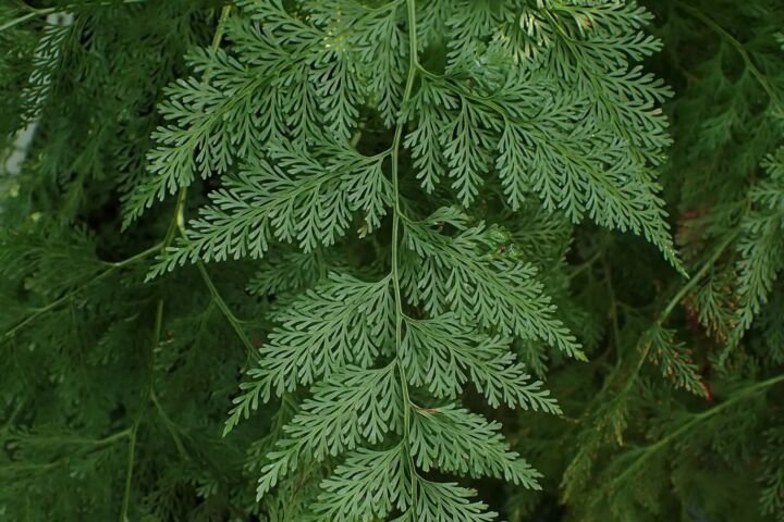 Davallia fejeensis