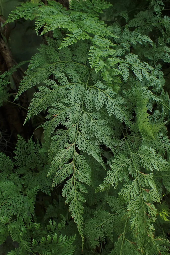 Davallia fejeensis – in a garden setting, plant photo