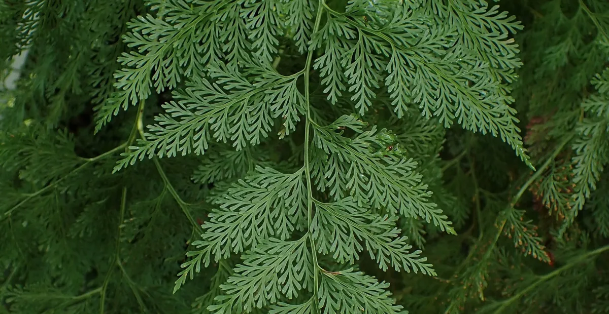 Davallia fejeensis – plant photo