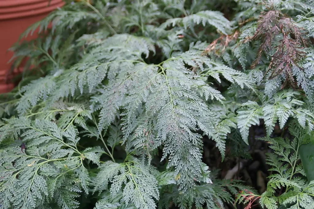 Davallia fejeensis – in a garden setting, plant photo