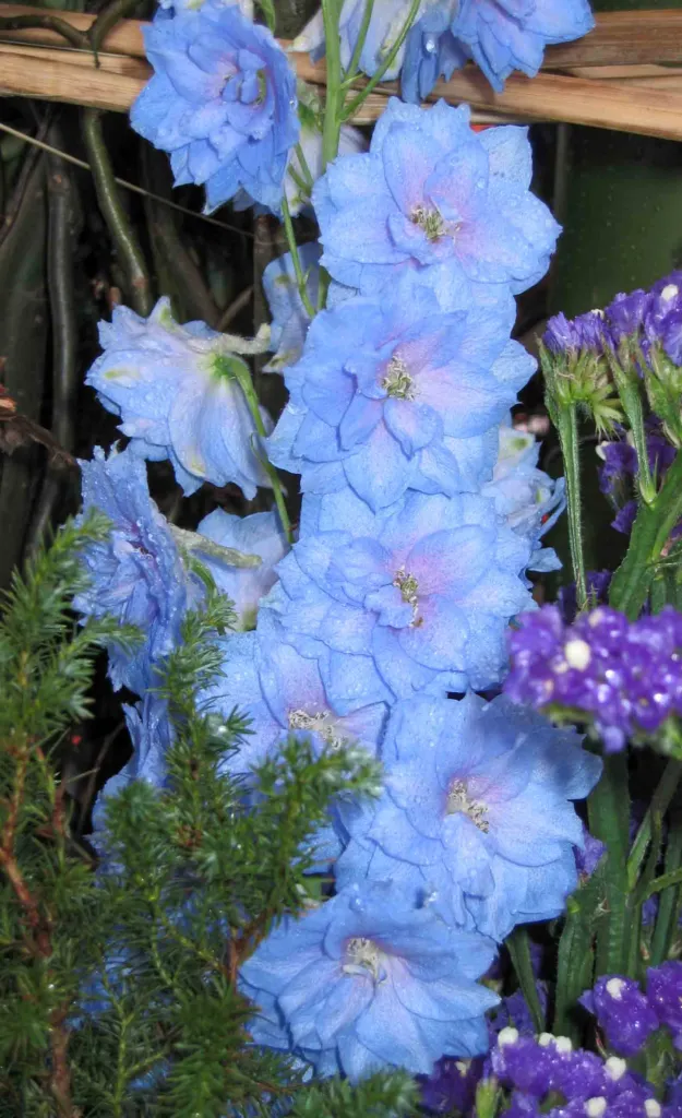 doubtful knight's-spur (Delphinium ajacis) – flowers in close-up, plant photo