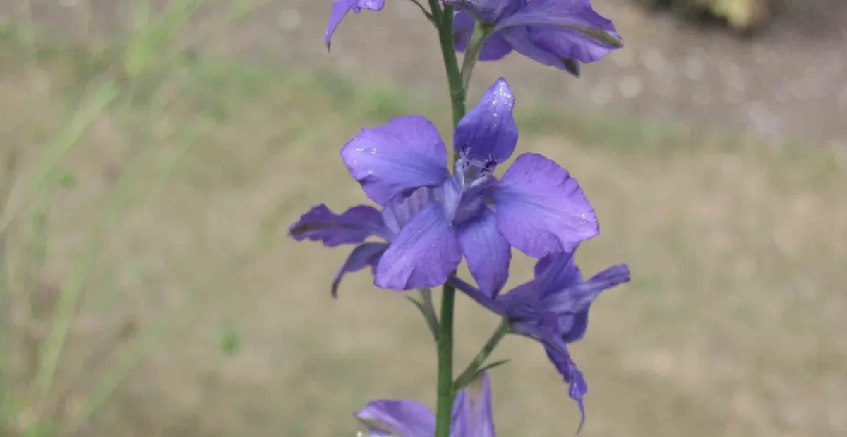 doubtful knight's-spur (Delphinium ajacis) – plant photo
