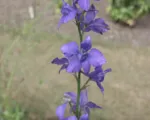 Doubtful knight’s-spur (Delphinium ajacis) care guide