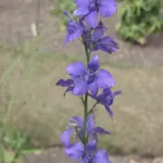 doubtful knight's-spur (Delphinium ajacis) – plant photo