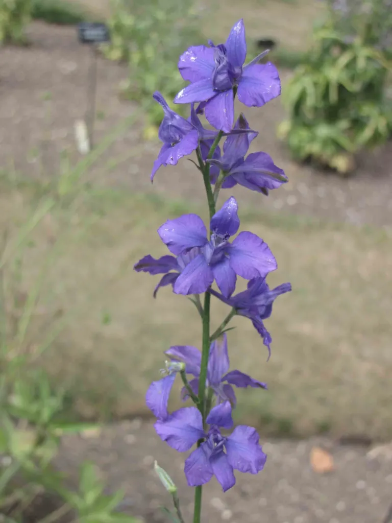 Delphinium ajacis