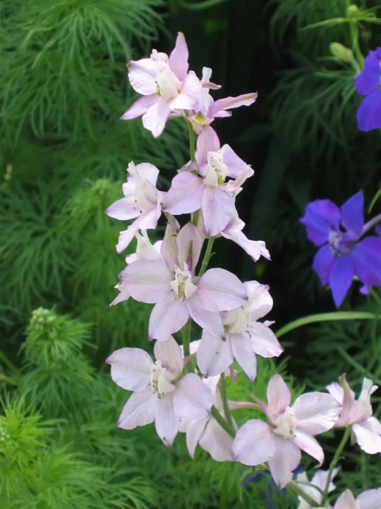 doubtful knight's-spur (Delphinium ajacis) – flowers in close-up, plant photo