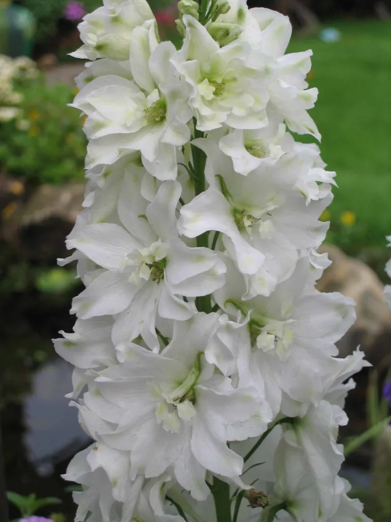 doubtful knight's-spur (Delphinium ajacis) – flowers in close-up, plant photo