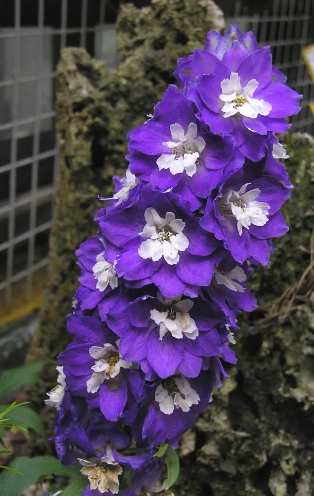 doubtful knight's-spur (Delphinium ajacis) – in a garden setting, plant photo