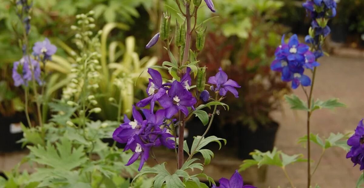 Delphinium 'Black Knight' – fotografia rastliny