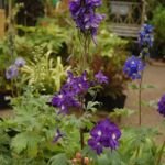 Delphinium 'Black Knight' – fotografia rastliny