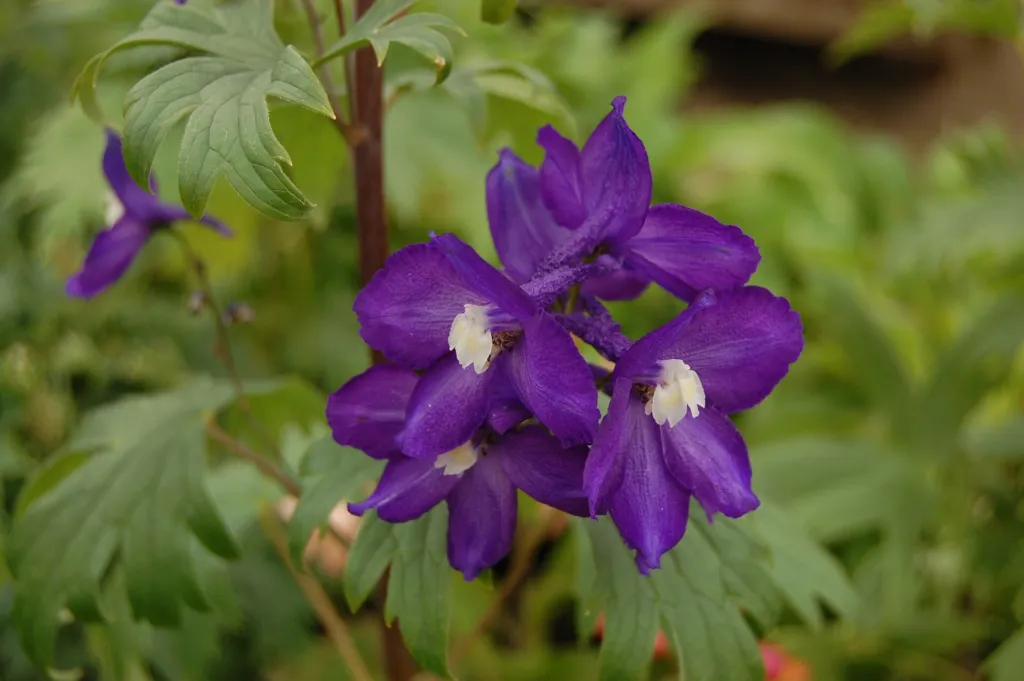 Rittersporn 'Black Knight' (Delphinium 'Black Knight') – im Garten, Pflanzenfoto