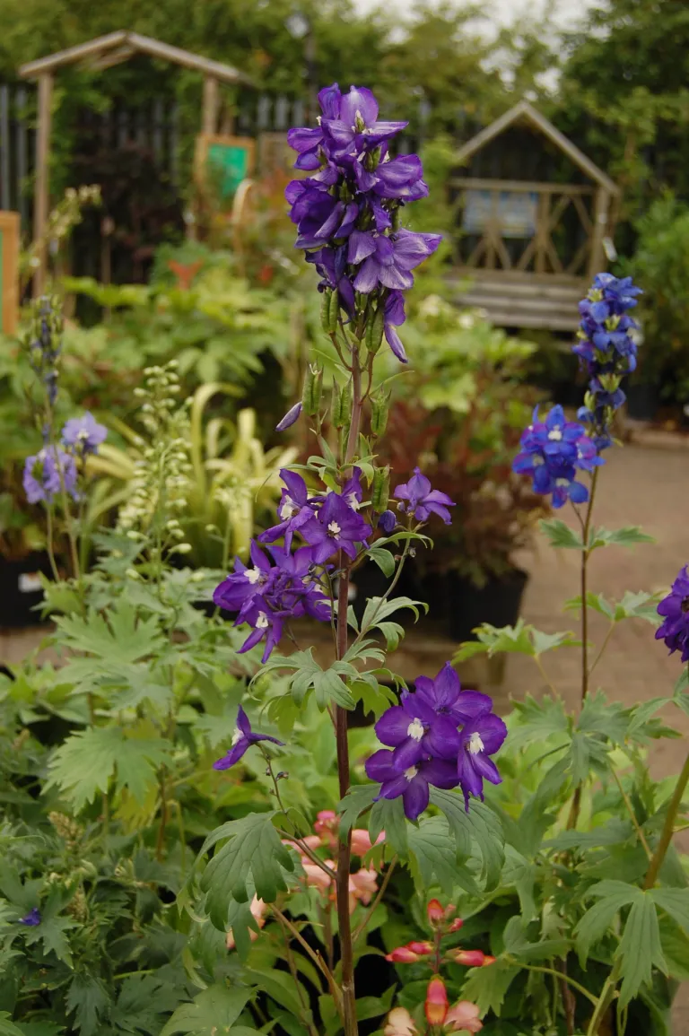 Delphinium 'Black Knight'