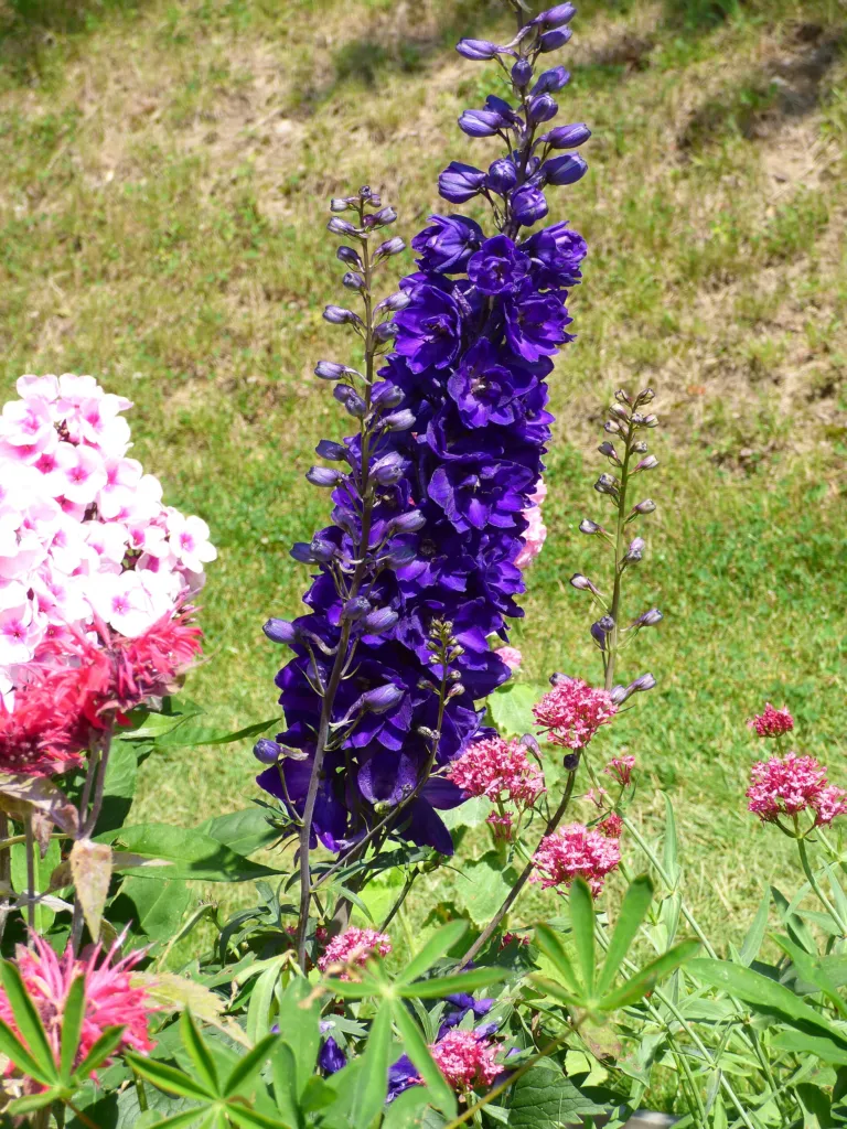 Rittersporn 'Black Knight' (Delphinium 'Black Knight') – typisches Erscheinungsbild, Pflanzenfoto