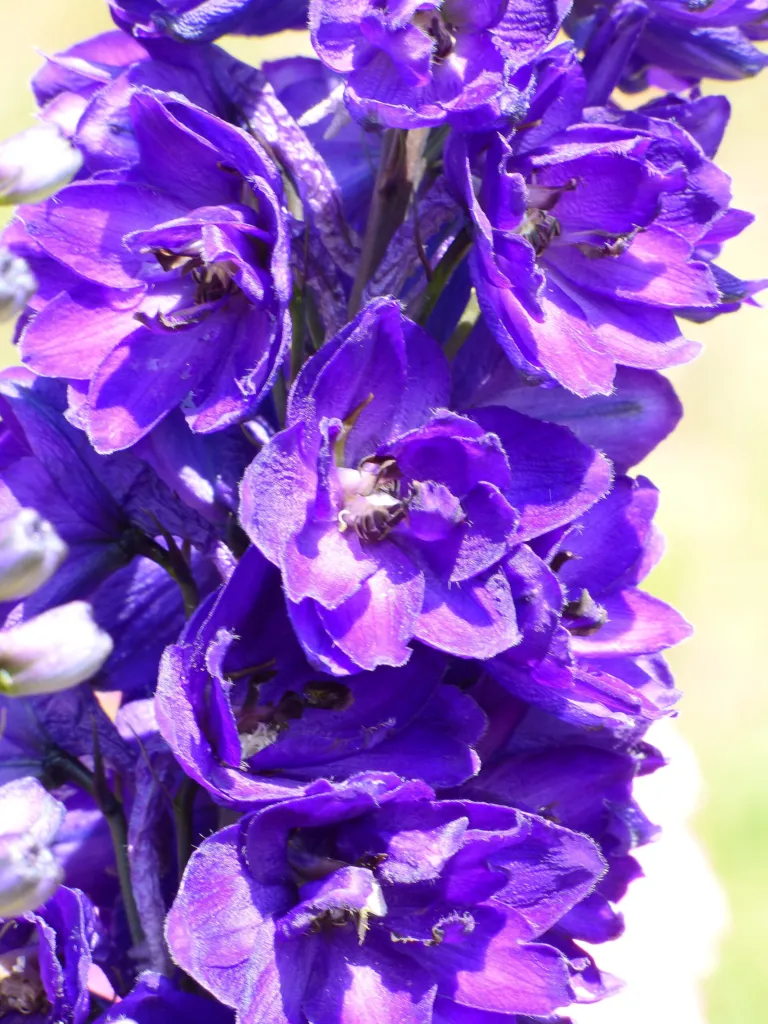 Rittersporn 'Black Knight' (Delphinium 'Black Knight') – typisches Erscheinungsbild, Pflanzenfoto