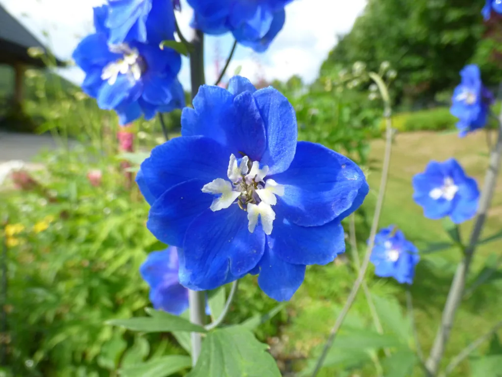 Delphinium ‘Blue Bird’ (Delphinium 'Blue Bird') – characteristic appearance, plant photo