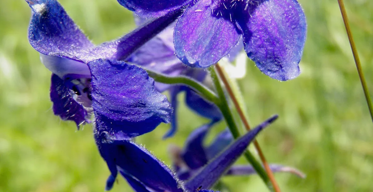 Delphinium 'Blue Bird' – plant photo