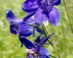 Delphinium ‘Blue Bird’