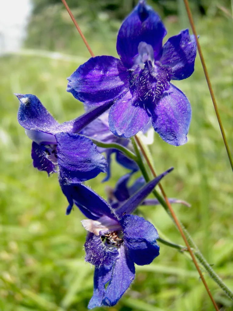 Delphinium 'Blue Bird'