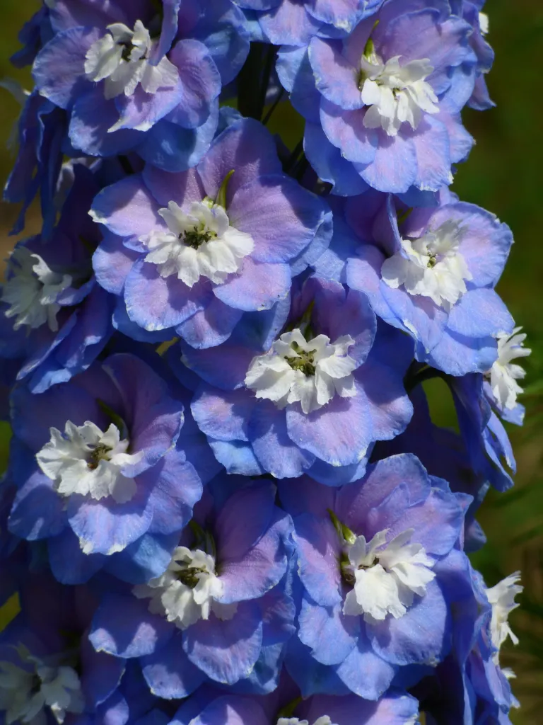 Delphinium ‘Blue Bird’ (Delphinium 'Blue Bird') – characteristic appearance, plant photo
