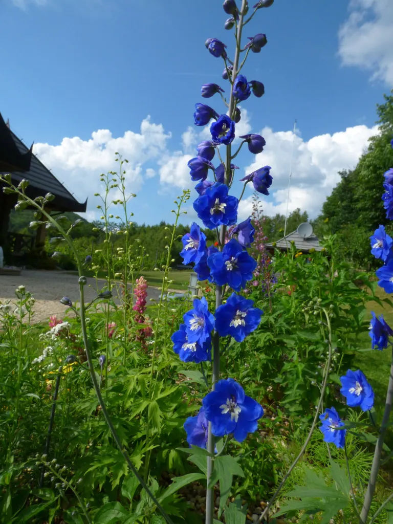 Delphinium ‘Blue Bird’ (Delphinium 'Blue Bird') – characteristic appearance, plant photo