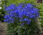 Delphinium ‘Blue Mirror’