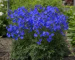 Delphinium ‘Blue Mirror’