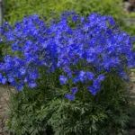 Delphinium ‘Blue Mirror’ (Delphinium 'Blue Mirror') – plant photo