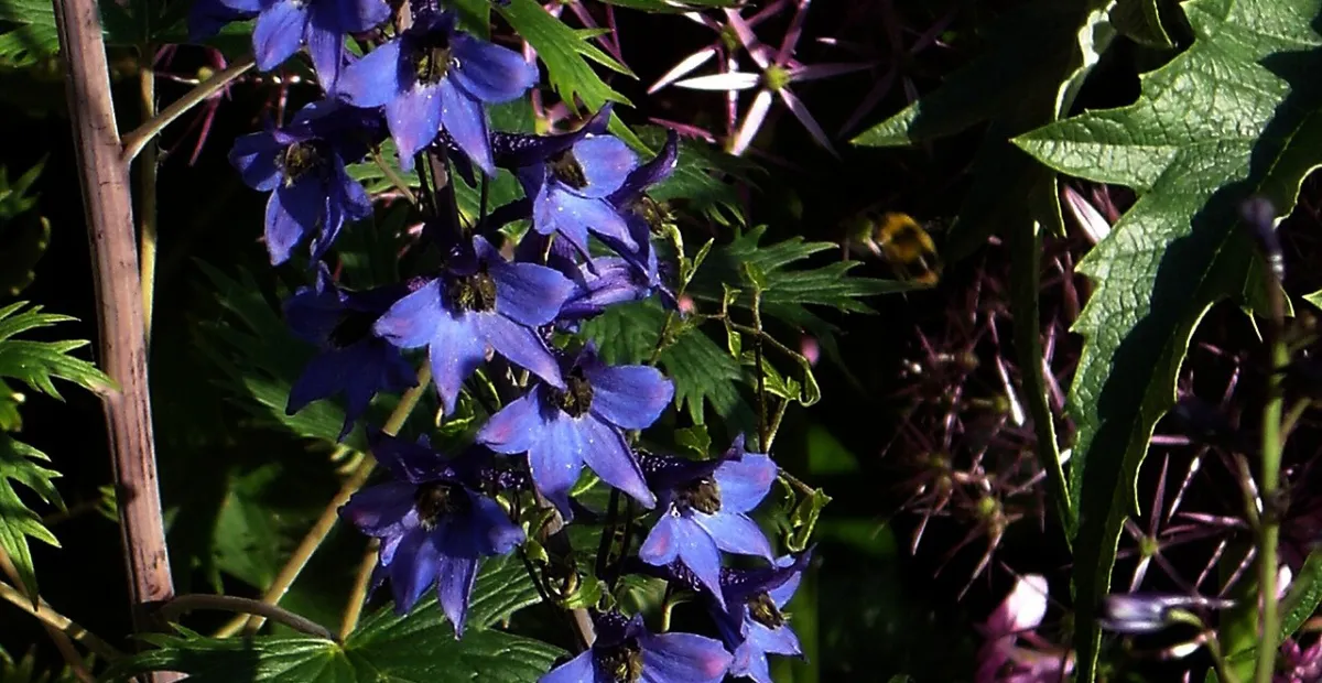 Delphinium elatum elatum – plant photo