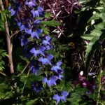 Delphinium elatum care guide (Delphinium elatum elatum) – plant photo