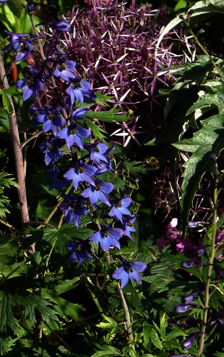 Delphinium elatum elatum