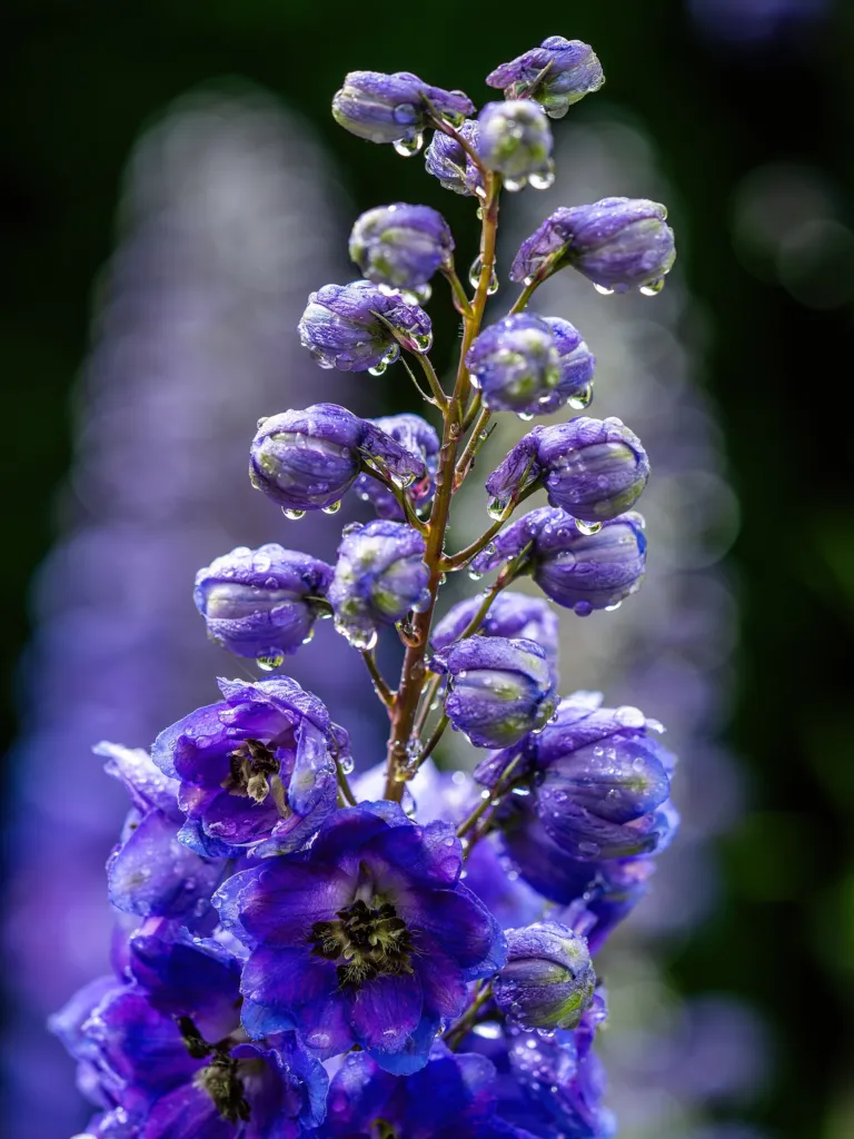 Gewöhnlicher Hoher Rittersporn (Delphinium elatum elatum) – im Garten, Pflanzenfoto