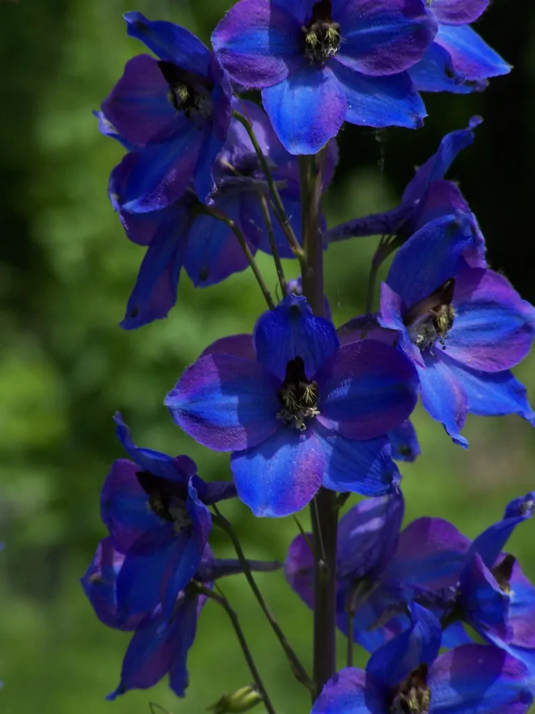 Gewöhnlicher Hoher Rittersporn (Delphinium elatum elatum) – typisches Erscheinungsbild, Pflanzenfoto
