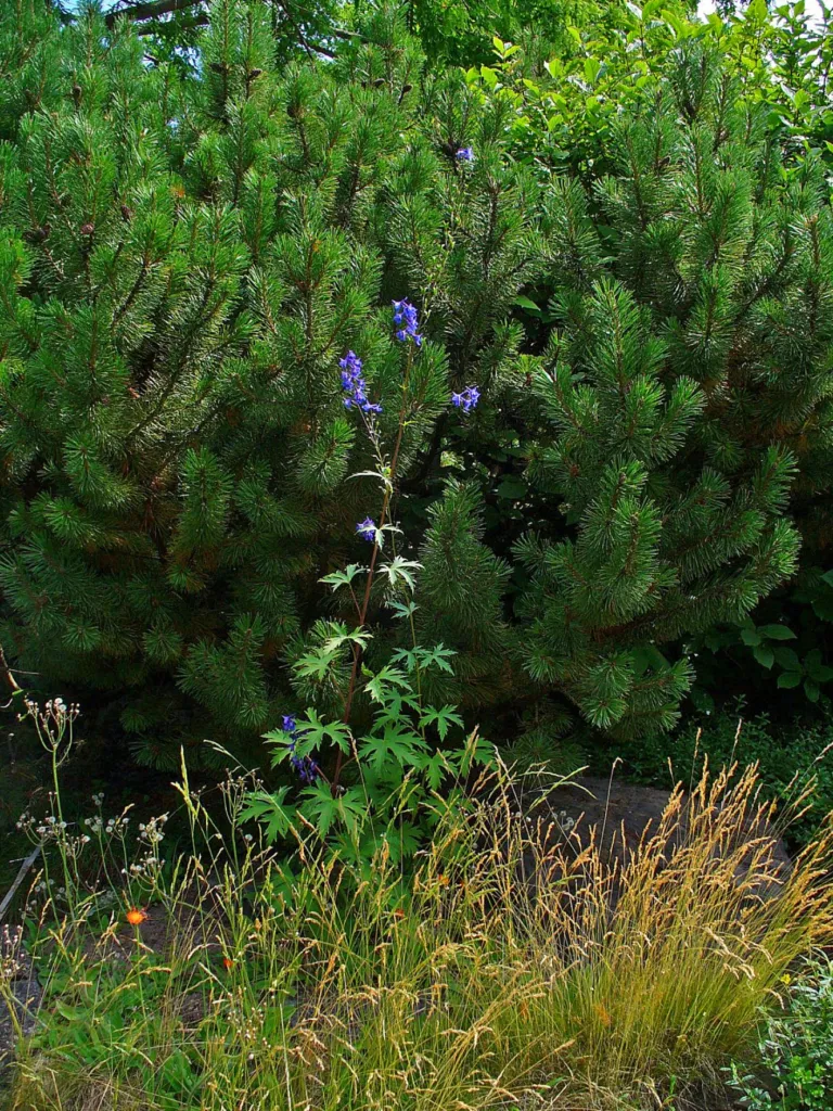 Delphinium elatum care guide (Delphinium elatum) – in a garden setting, plant photo