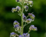 Delphinium elatum care guide