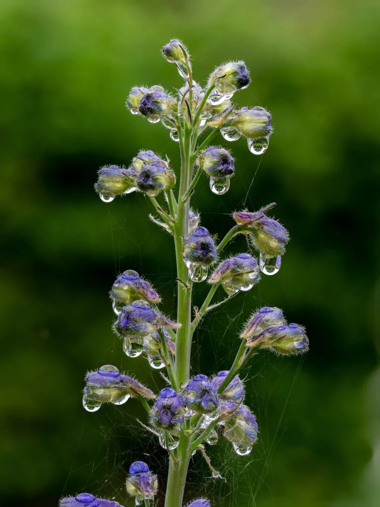 Delphinium elatum