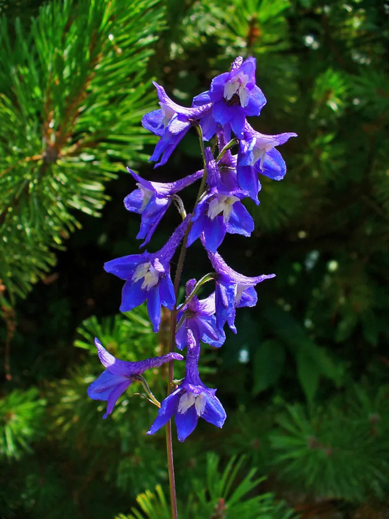 Delphinium elatum care guide (Delphinium elatum) – flowers in close-up, plant photo