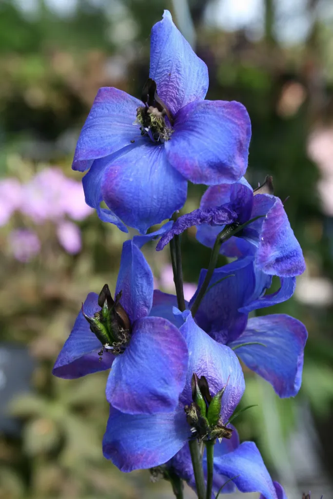 Delphinium elatum care guide (Delphinium elatum) – characteristic appearance, plant photo