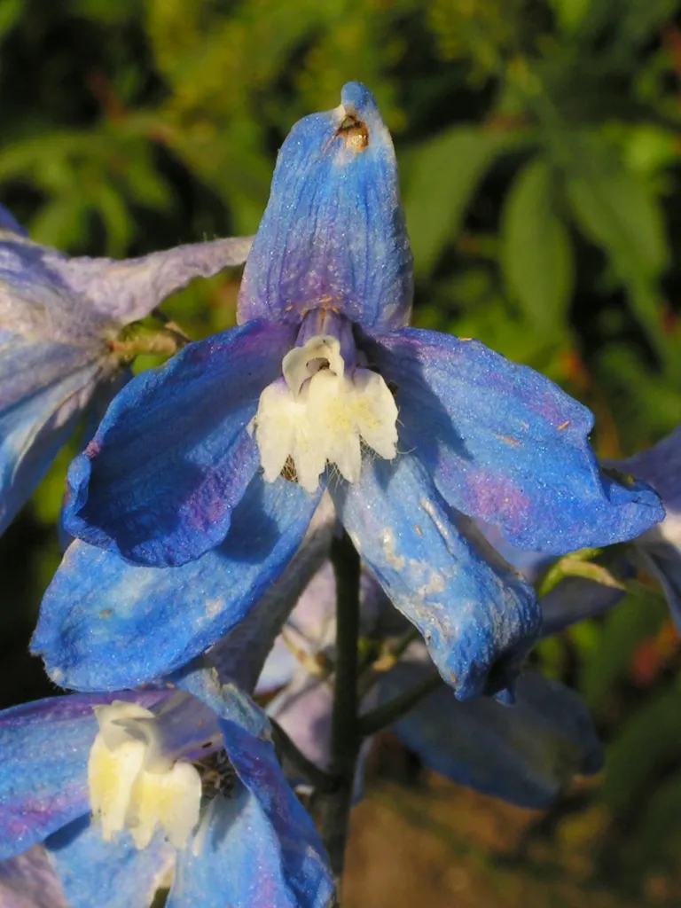 Delphinium elatum care guide (Delphinium elatum) – flowers in close-up, plant photo