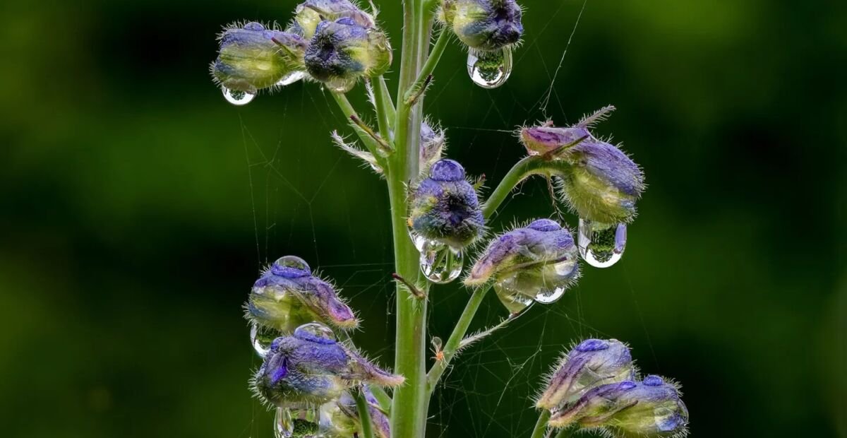 Delphinium elatum – fotografia rastliny