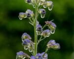 Delphinium elatum – pestovanie a starostlivosť