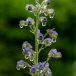 Delphinium elatum – pestovanie a starostlivosť (Delphinium elatum) – fotografia rastliny