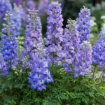 Delphinium ‘Magic Fountains’ (Delphinium 'Magic Fountains') – plant photo