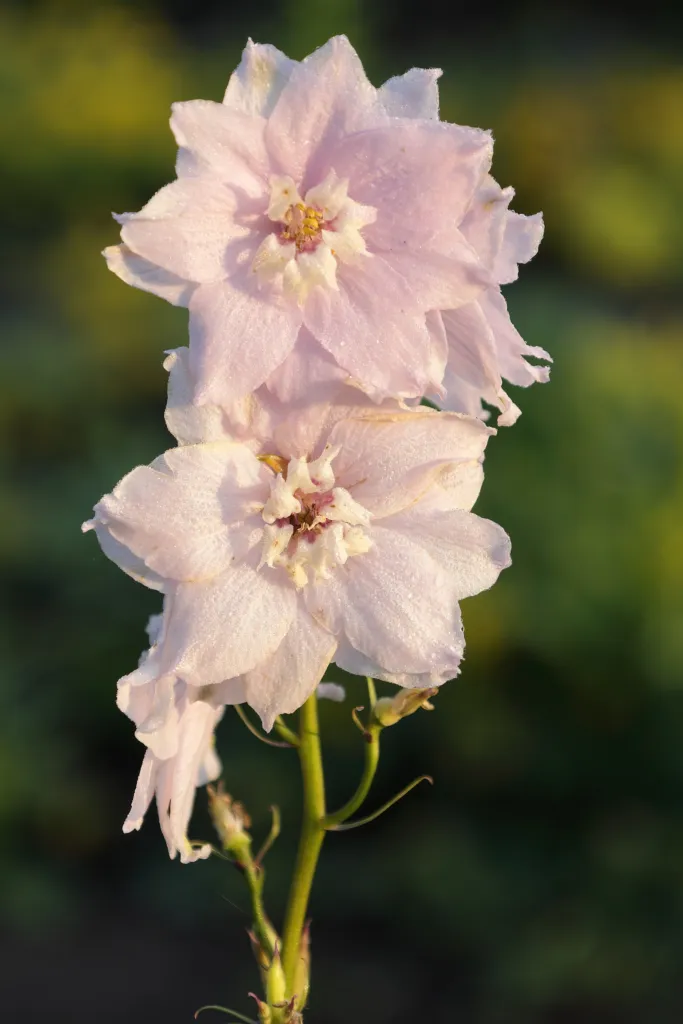 Rittersporn (Delphinium 'Magic Fountains') – Blüten in Nahaufnahme, Pflanzenfoto