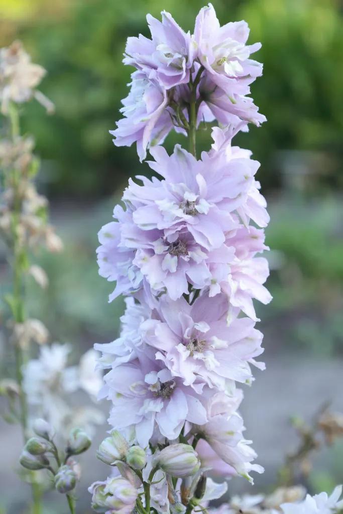 Rittersporn (Delphinium 'Magic Fountains') – Blüten in Nahaufnahme, Pflanzenfoto